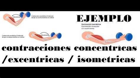 Contração Concêntrica E Excêntrica