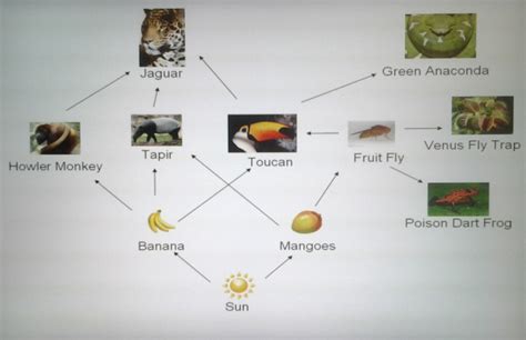 Amazon Rainforest Ecosystem Food Web - vrogue.co