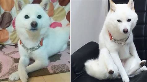 The site owner hides the web page description. 萌翻天!森林系動物小餅乾 | 動物、新鮮貨 | 可愛 | 妞新聞 niusnews