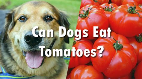 Adding chopped tomatoes in cats dish will boost your cats with vitamin naturally. Can Dogs Eat Tomatoes? | Pet Consider