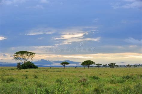 Serengeti National Park Scenery Tanzania Africa Stock Image Image