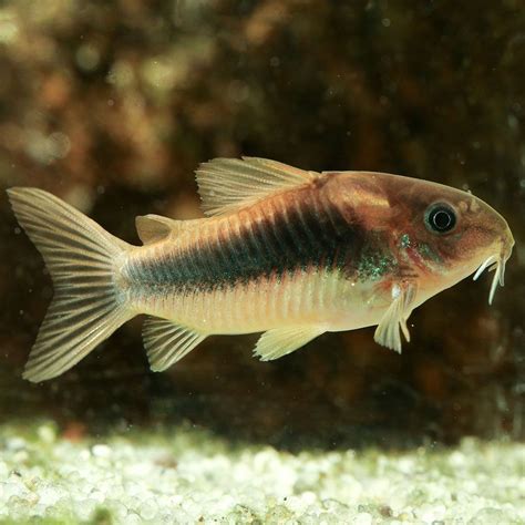 Bronze Corydoras Catfish Overview Care And Breeding Fia