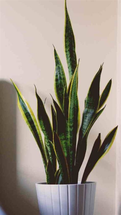 It can cause a very upset stomach, vomiting and. Poisonous Interior Plants for Dogs & Cats | Bedroom plants ...