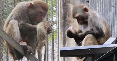 Heartbreaking Video Of A Mother Monkey Cradling Her Dead Baby Small Joys