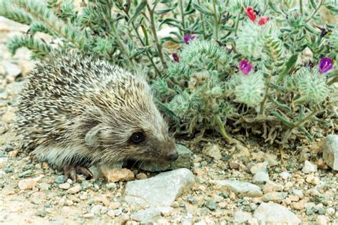 Young Hedgehog In Natural Habitat Stock Photo Image Of Snout Animal