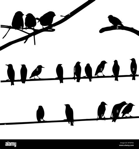 Birds On Wire Silhouette