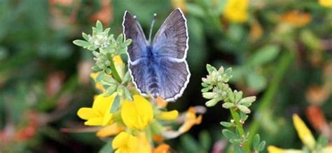 Palos Verdes Blue L Extremely Rare Butterfly Our Breathing Planet