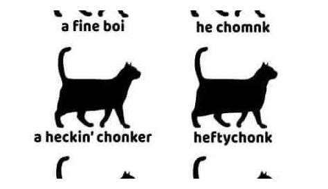 Cat chart | Funny animal memes, Cats, Majestic animals