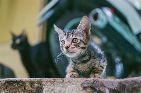 It all depends on their bread if the cat is a stray cat than its an outside cat/kitten. What To Do If You Find A Stray Cat - Argos Pet Insurance