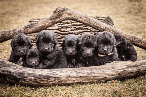 Newfoundland Puppies Care And Cost Pettime