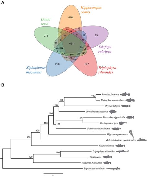 Genome Evolution A A Venn Diagram Of The Orthologous Gene Families