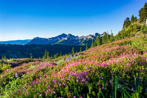 Hiking Skyline Trail Mount Rainier National Park Washington — Snows