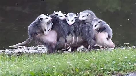 World Wildlife Day On Twitter This Is How The Possum Moms Carrying