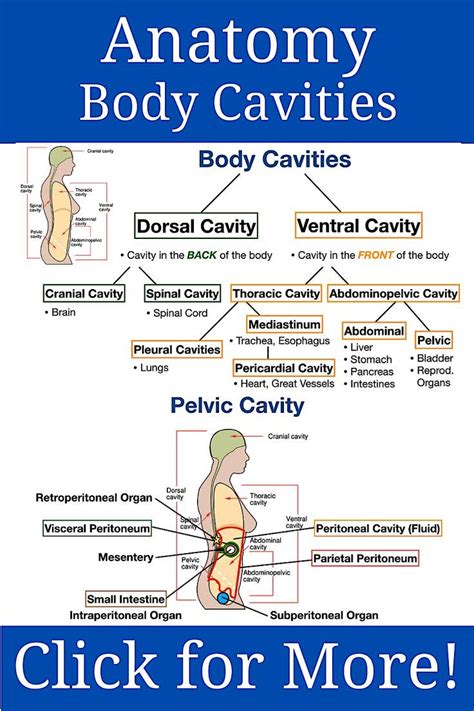 Anatomy Notes Body Cavity Labeled Diagrams Labeled Drawings