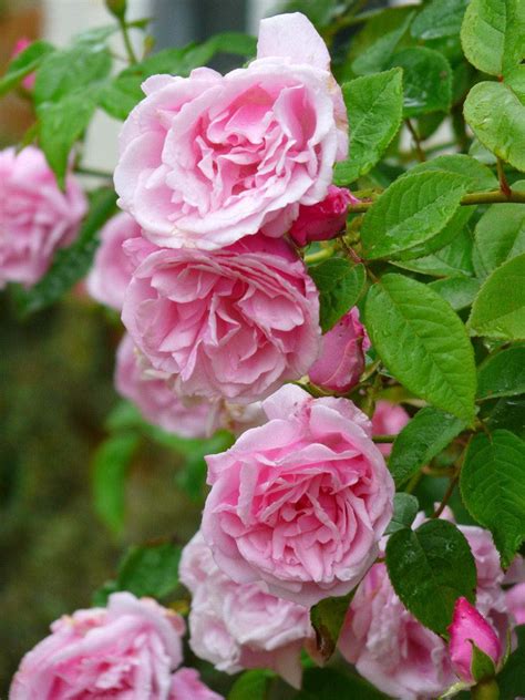 Rose Kathleen Harrop Climber Hello Hello Plants And Garden Supplies