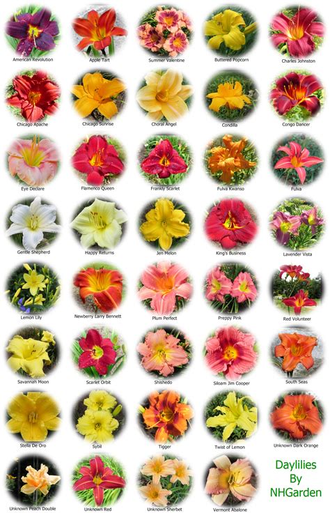 Different Types Of Flowers With Names Chart Godola