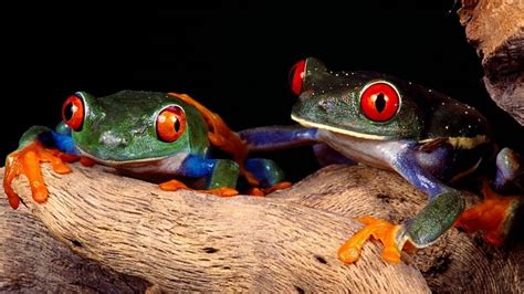 Frogs Amphibian Nature Animals Hd Wallpaper Peakpx