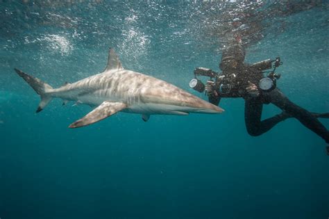 A Spinner Shark Carcharhinus Brevipinna Swims Next To An Underwater