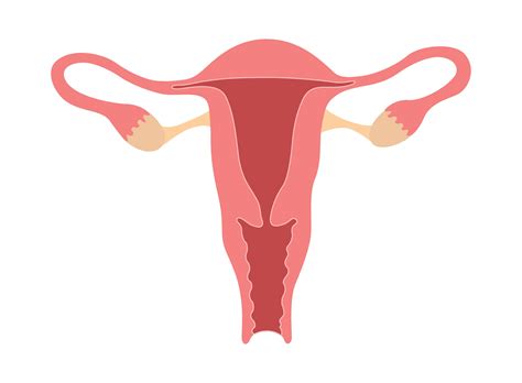 Imagens De Uma Vagina
