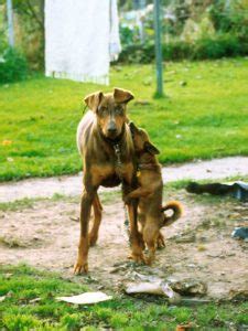 Why do zucchini get too big. Why Do Dogs Hump? Dog Sexuality 101 | Rover Blog