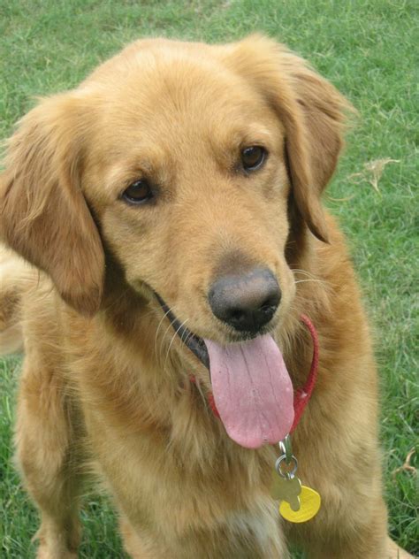 The most recent published articles. Photos for Southern California Golden Retriever Rescue - Yelp