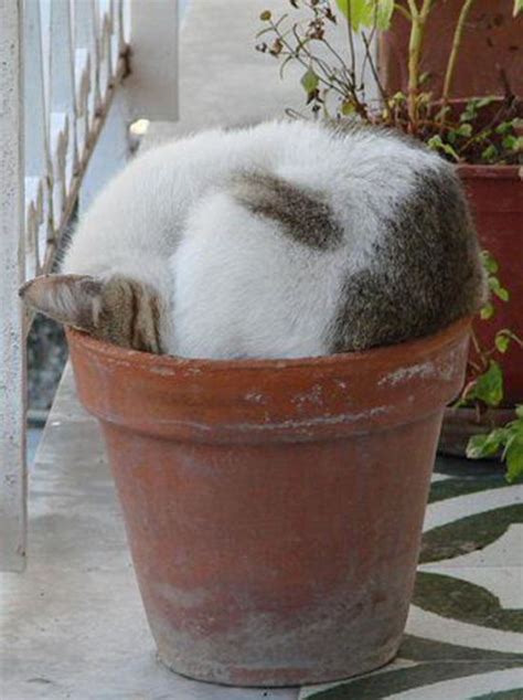 29 Photos Of Cats Sleeping In The Weirdest Places And Positions