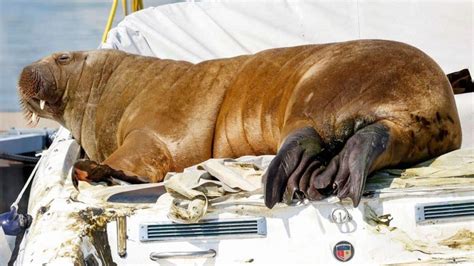 A Walrus Named Freya Euthanized After Troubling Crowds In Oslo Fjord The Tech Outlook