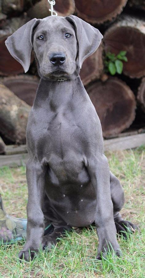 33 Cutest Blue Great Dane Pictures Ever Need Some Cute Puppy Therapy