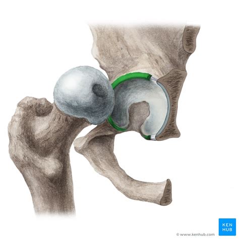 Hip Joint Ligaments Movements Muscles Kenhub