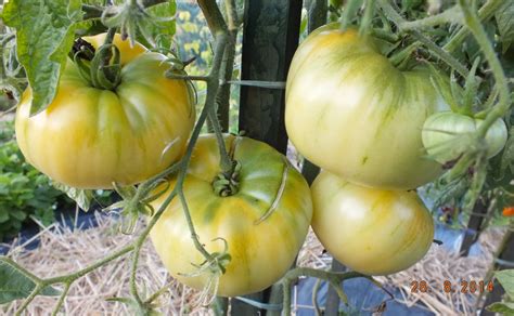 White Tomatoes White Sugar Belyi Sakhar Tomato