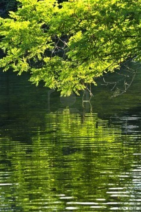 Reflection Of Green Trees In Calm Water ☜☞ Reflections ☜☞ Pinte