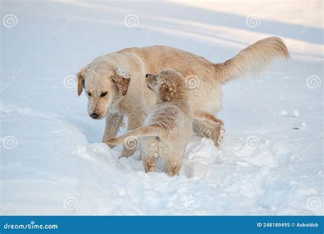 Two Golden Retrievers Run And Play In The Snow Stock Image Image Of