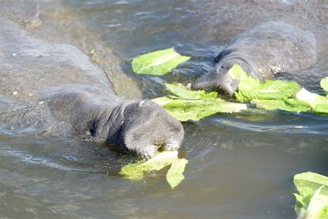 Starving Manatees Eat Tons Of Lettuce