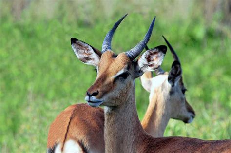 List African Animals With Horns Oryx Antelope South African Wildlife