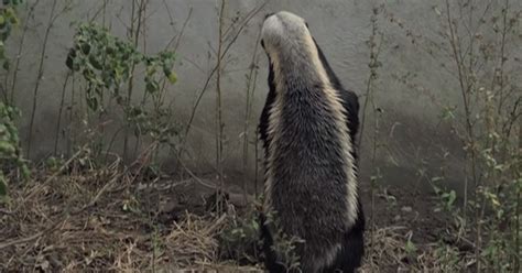 Watch Honey Badger Stoffles Great Houdini Escape Attempts In South