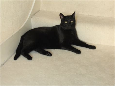 MojaWyspa.co.uk: Forum - Szukam malego kotka - strona 1