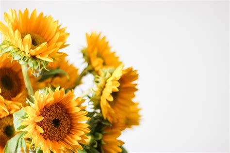 Free Stock Photo Of Sunflowers On White Background