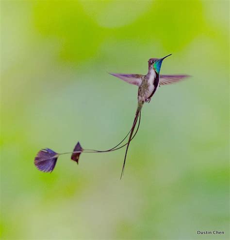 Spatuletail Hummingbird Bilscreen