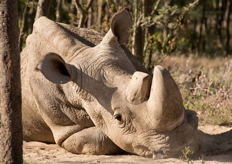 Rip Sudan The Worlds Last Male Northern White Rhino Dies In Kenya At