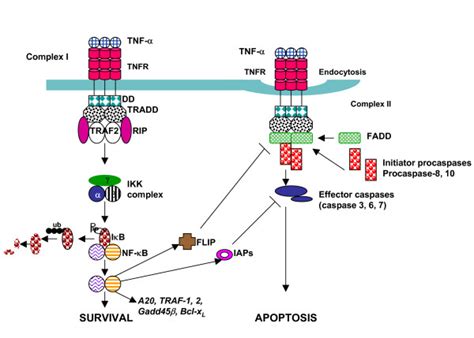 Tnf Structure