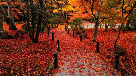68 Autumn Leaves Background On Wallpapersafari