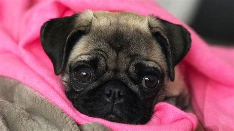 4,000+ vectors, stock photos & psd files. PUG PUPPY UPDATE - YouTube