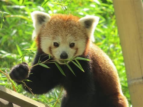 Les Braconniers Sattaquent Désormais Aux Pandas Roux Ompe