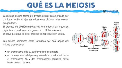 Qué Es La Meiosis Y Para Qué Sirve Resumen Vídeos