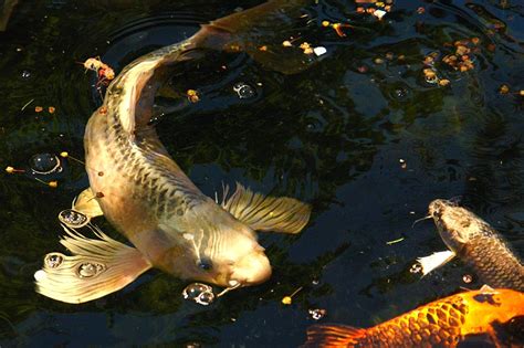 Butterfly Koi Live Tropical Fish