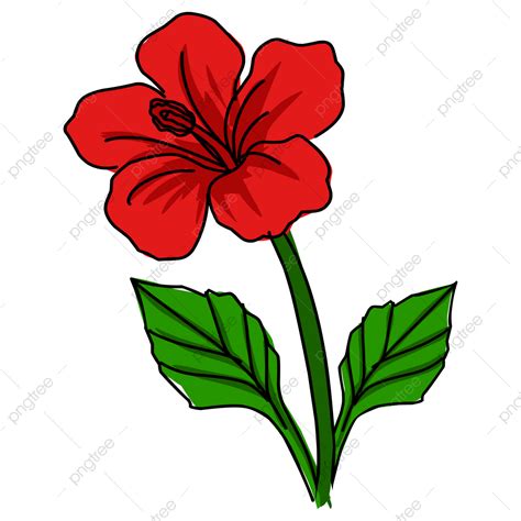 Ilustrasi Bunga Kembang Sepatu Yang Indah Merah Tropis Kembang Sepatu Bunga Tropis Png Dan