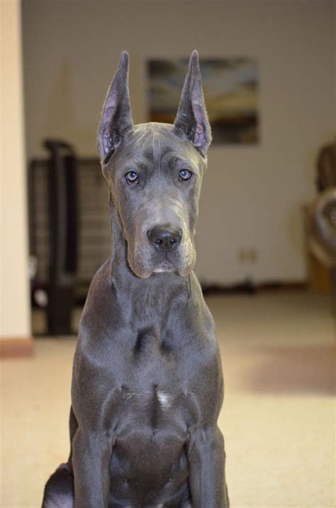 33 Cutest Blue Great Dane Pictures Ever The Paws