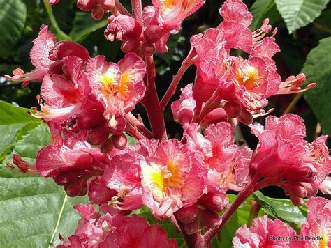 Phil Bendle Collectionaesculus X Carnea Red Horse Chestnut Citscihub