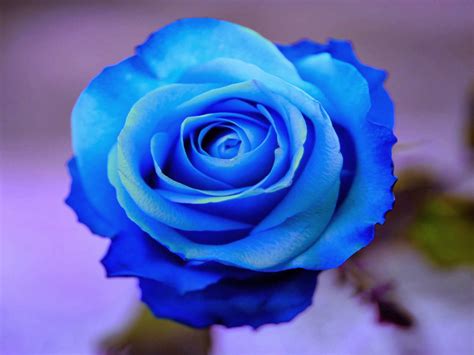 Mawar Melur Bunga Mawar Biru Yang Indah