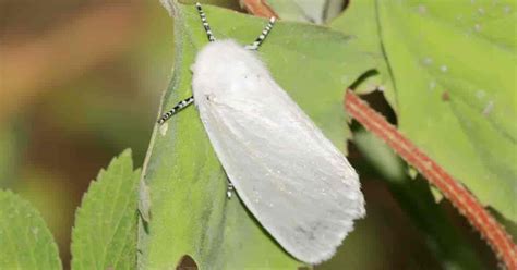 For you, a selection of webworm highlights, in case you want some holiday reading. Fall Webworms are not Tent Caterpillars - Dunroy HOA